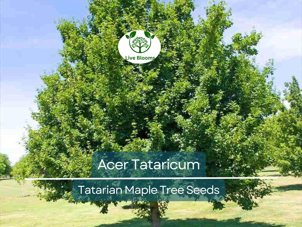 10 Seeds Acer Tataricum (Tatarian Maple) for Planting - Hardy Tree for Landscaping, Shade, & Gardens - Unique, Fast-Growing Tree Seeds