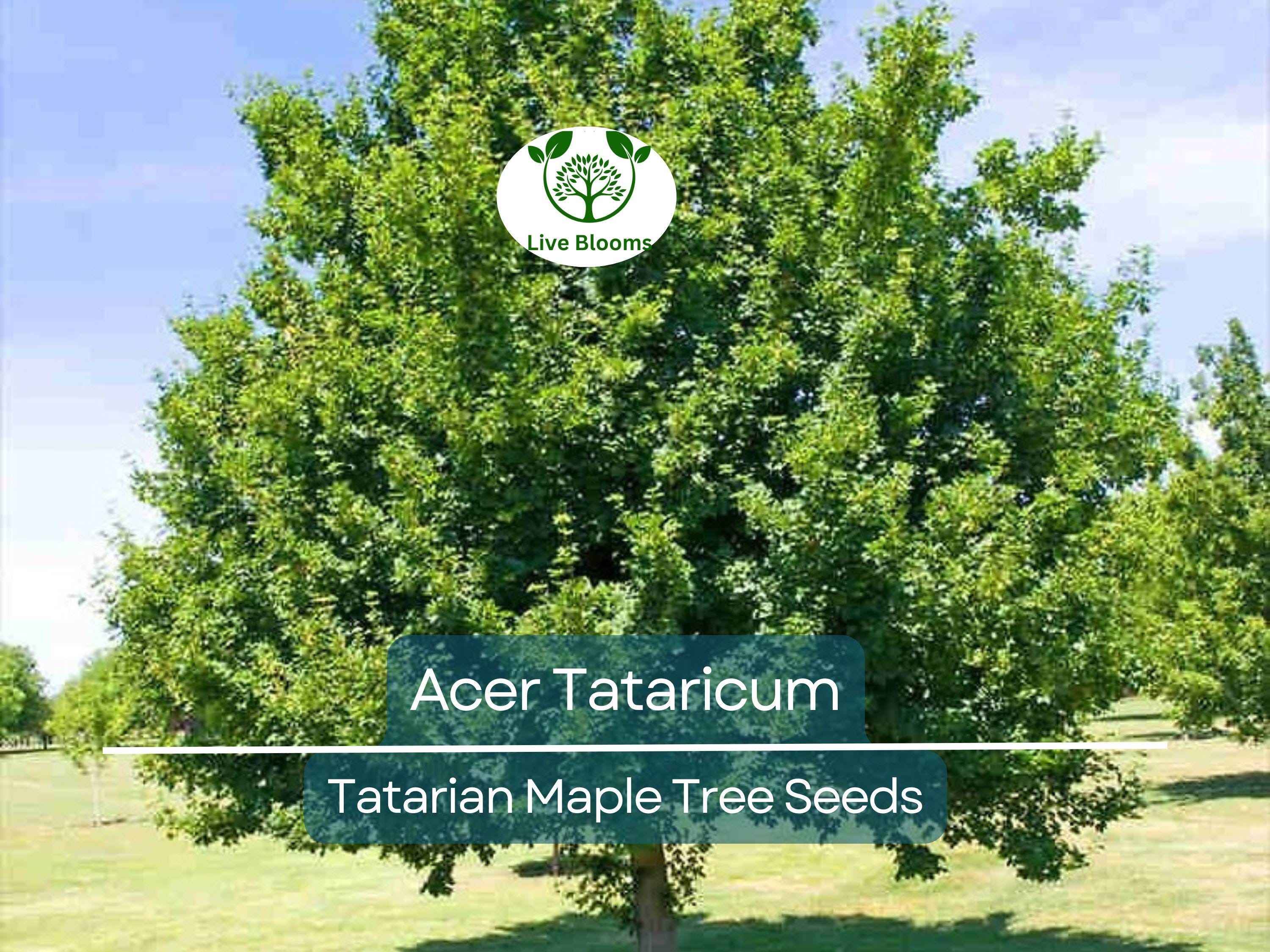 10 Seeds Acer Tataricum (Tatarian Maple) for Planting - Hardy Tree for Landscaping, Shade, & Gardens - Unique, Fast-Growing Tree Seeds