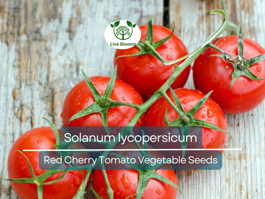 100 mg Red Cherry Tomato Seeds Solanum lycopersicum | Sweet Cherry Tomatoes for Planting, Home Garden, Heirloom Vegetable, Juicy & Delicious