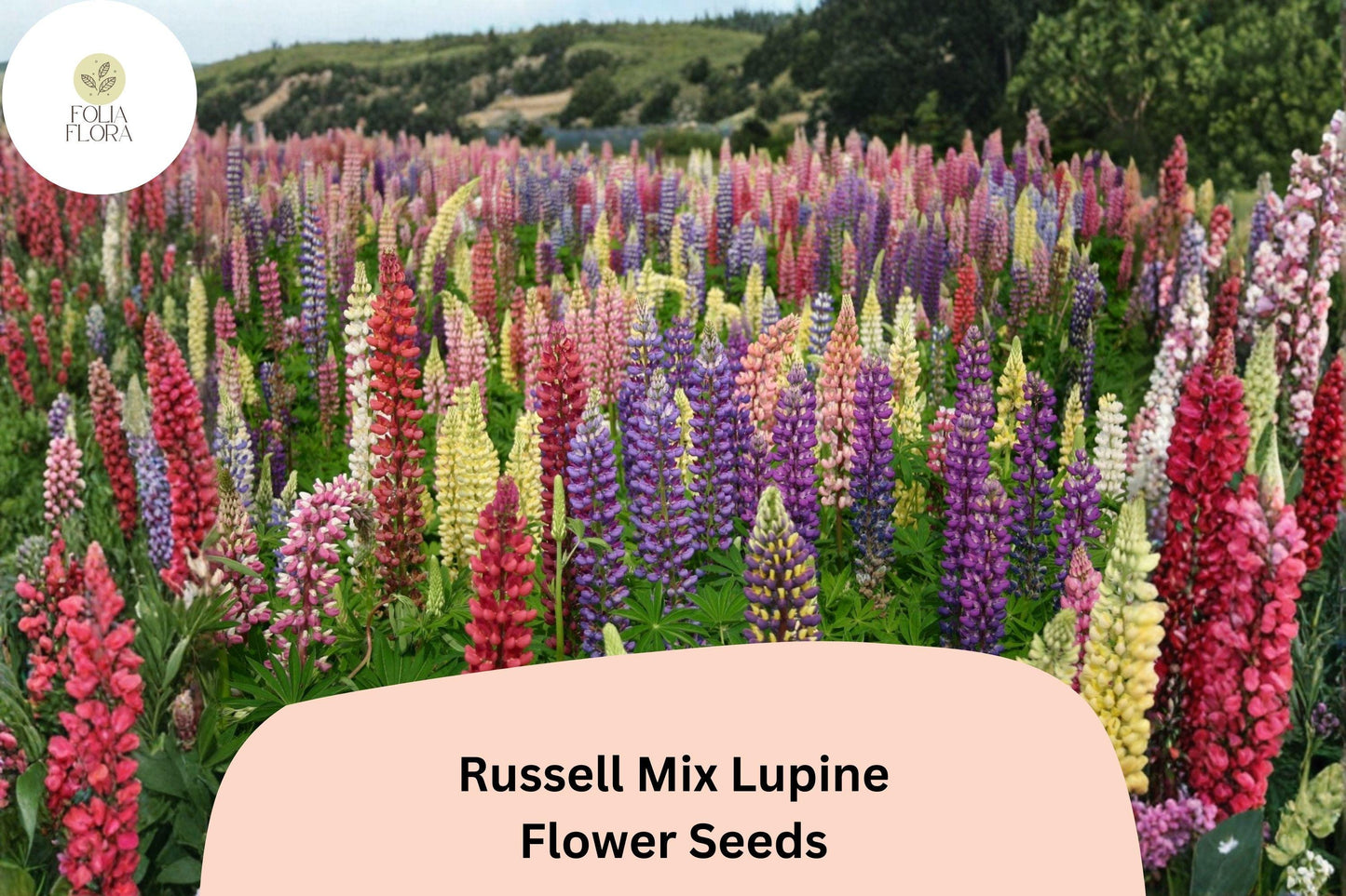 25+ Russell Mix Lupine Seeds | Lupinus Russell Hybrids | Tall Spiked Blooms for Garden Planting