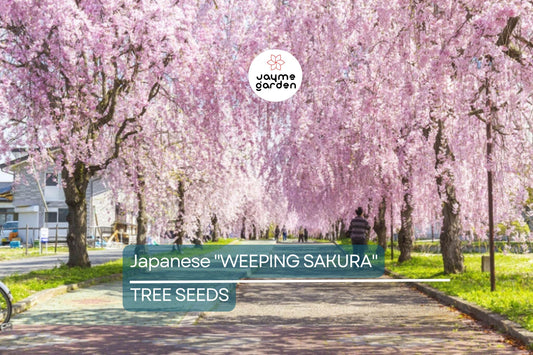 5 Seeds Japanese "Weeping Sakura" Cherry Blossom Tree (Prunus pendula) – Fast Growing, Cold Hardy, Spring Blooms