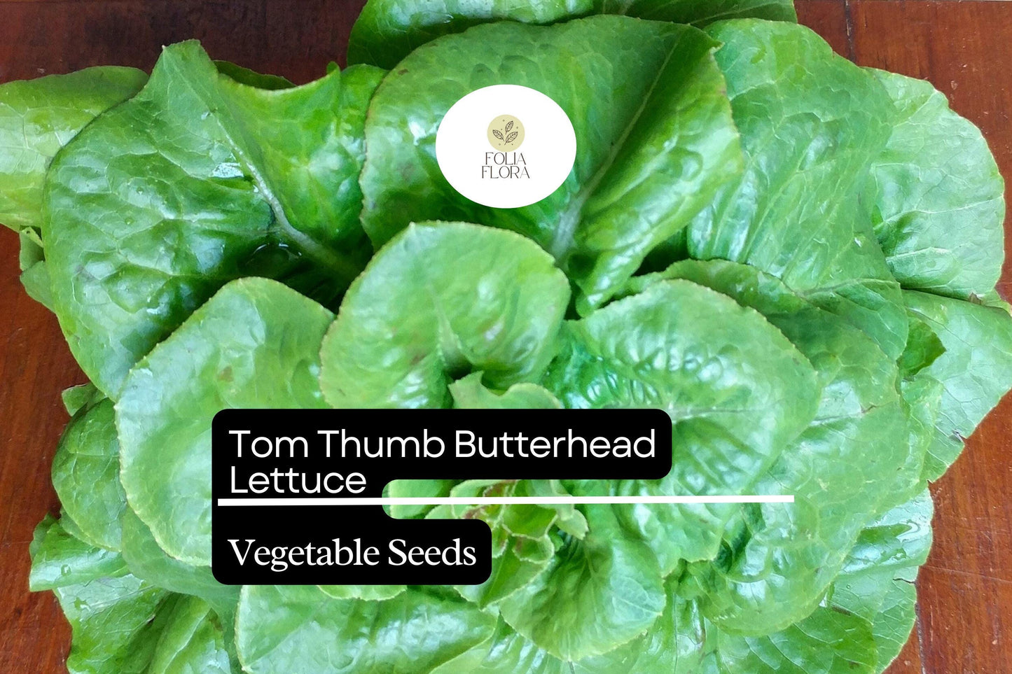 1000 Tom Thumb Lettuce Seeds – Lactuca sativa – Mini Heirloom Butterhead, Sweet & Tender, Fast-Growing