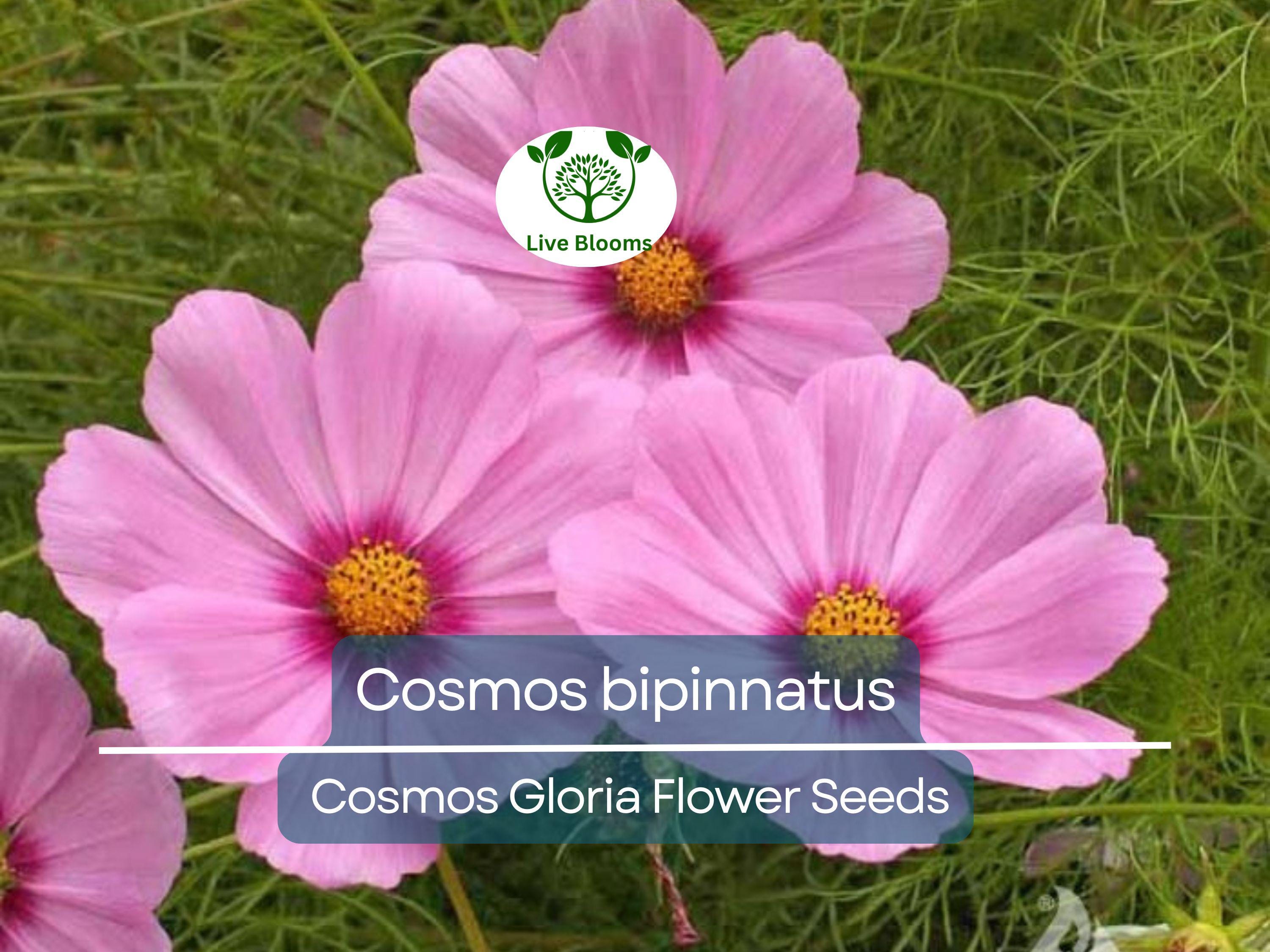 1 Gram Seeds Cosmos Gloria for Planting | Cosmos bipinnatus Vibrant Annual Flower for Gardens, Pollinator Habitats & Decorative Landscaping