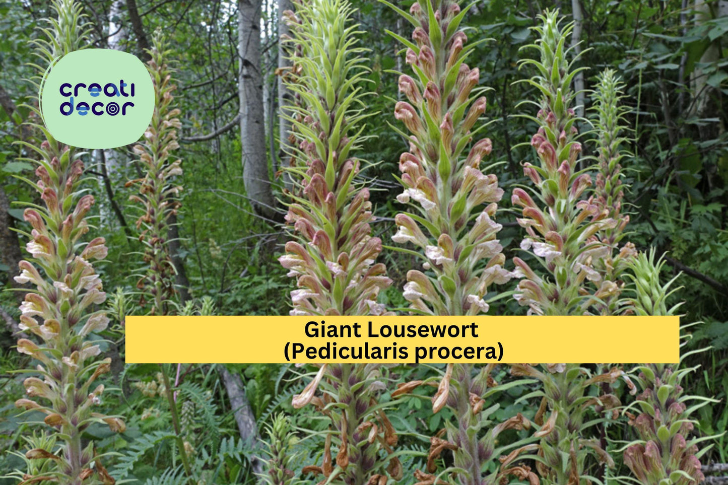 Giant Lousewort Seeds (Pedicularis procera) – 100 Native Wildflower Seeds | Moist Soil Perennial | Pollinator-Friendly