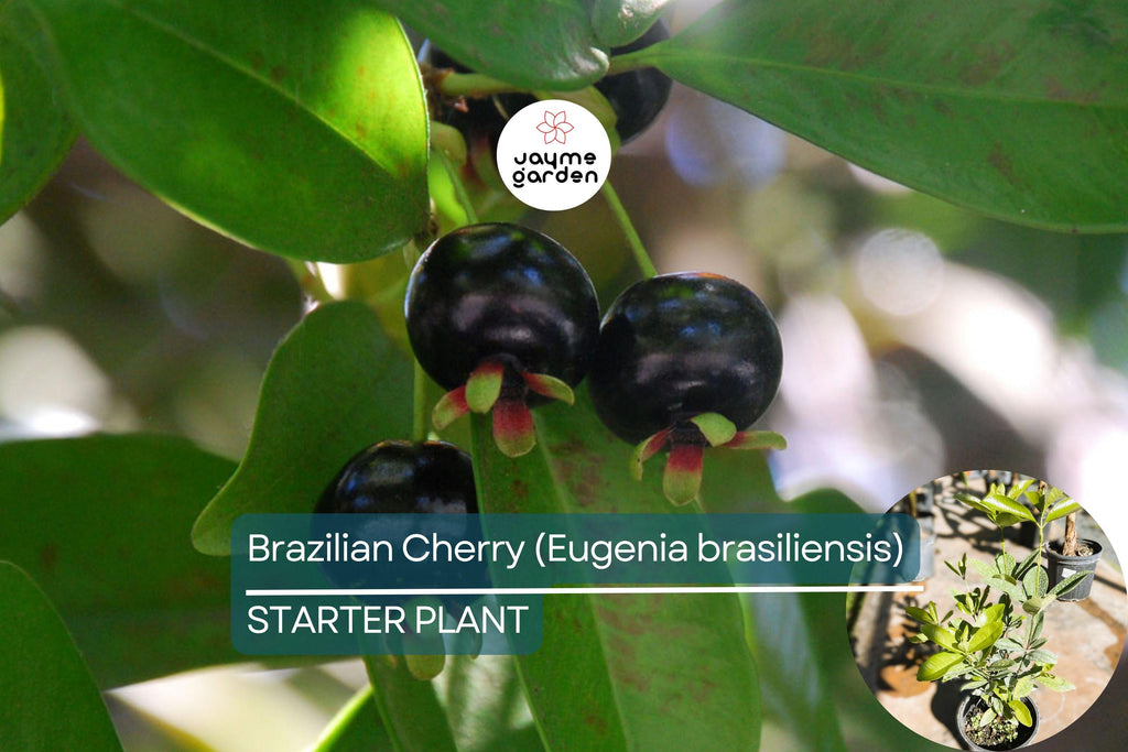 1 Grumichama Tree (Eugenia brasiliensis) 1-2' Starter | Brazilian Cherry with Sweet-Tart Fruit, Perfect for Tropical Gardens