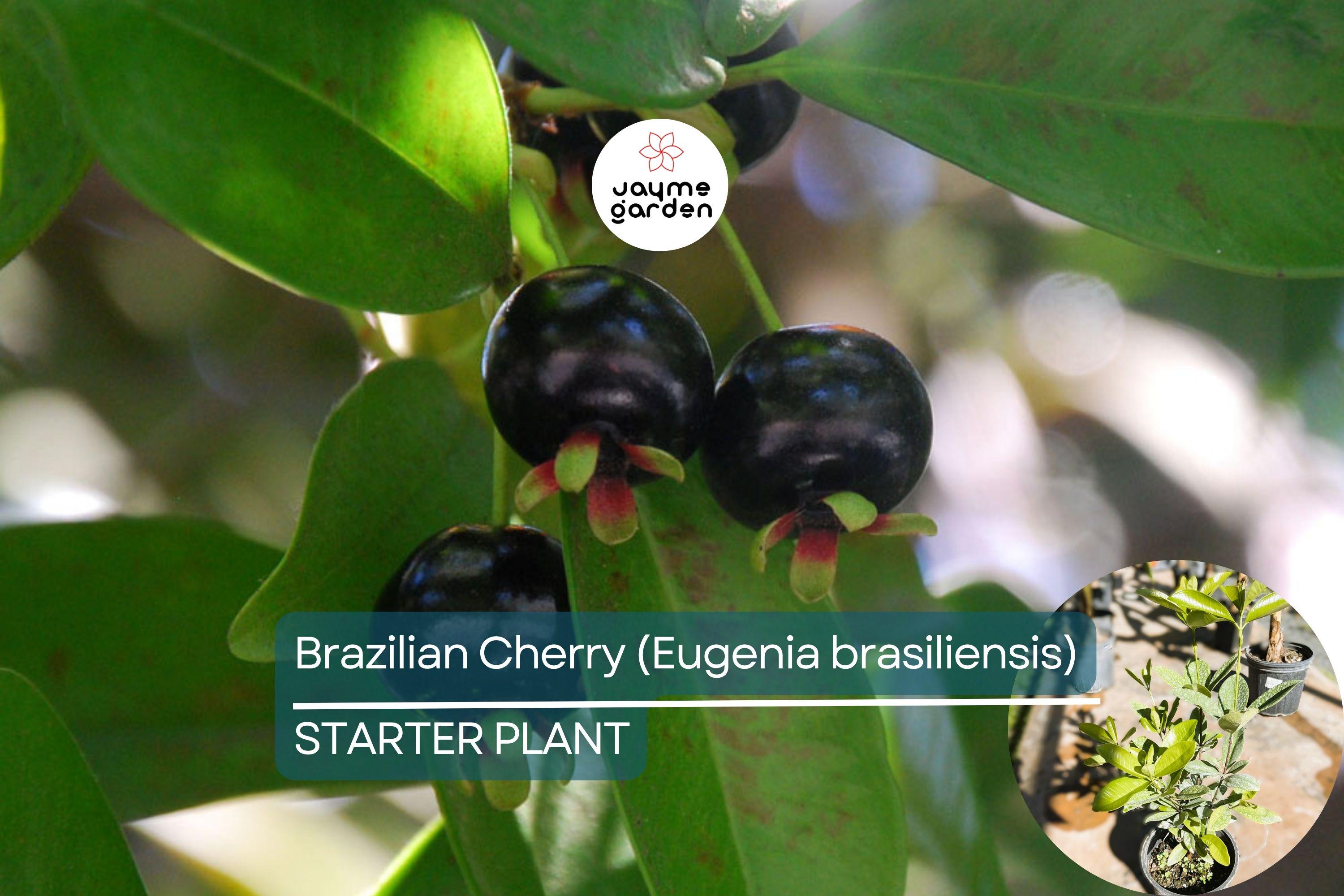 1 Grumichama Tree (Eugenia brasiliensis) 1-2' Starter | Brazilian Cherry with Sweet-Tart Fruit, Perfect for Tropical Gardens
