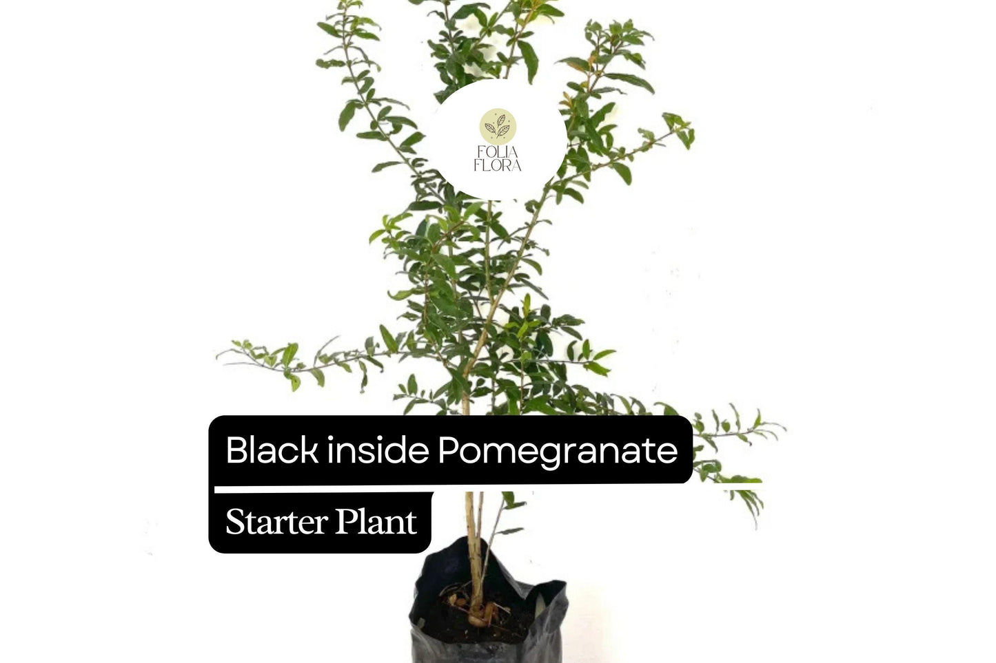 1 Starter Plant Black Inside Pomegranate Tree (Punica granatum) Live Tropical Fruit Tree 10"-24"
