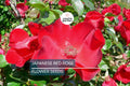 20 Japanese Red Rose Seeds (Rosa rugosa "Rubra") – Hardy Fragrant Bush, Edible Hips, Zones 3-10