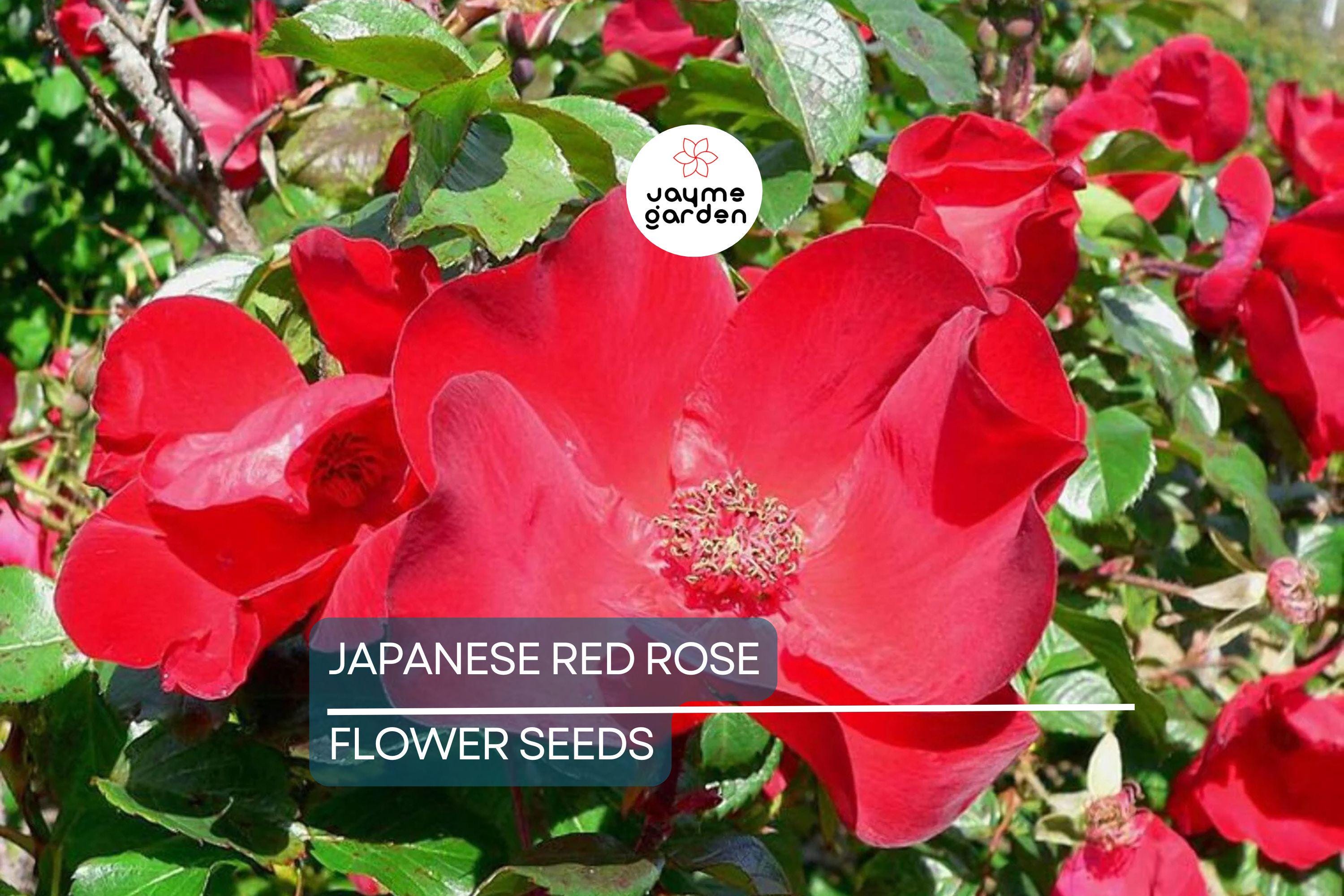 20 Japanese Red Rose Seeds (Rosa rugosa "Rubra") – Hardy Fragrant Bush, Edible Hips, Zones 3-10