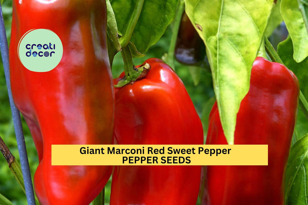 3pcs of 250mg Giant Marconi Red Sweet Pepper Seeds – Large, Sweet, Productive Pepper for Roasting, Frying & Home Gardens Seeds for Planting