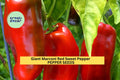 3pcs of 250mg Giant Marconi Red Sweet Pepper Seeds – Large, Sweet, Productive Pepper for Roasting, Frying & Home Gardens Seeds for Planting