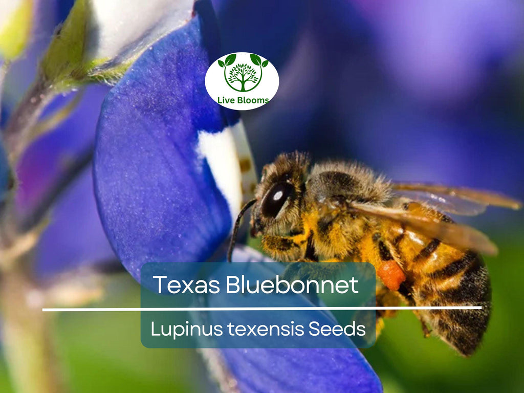 50 Texas Bluebonnet Seeds, Lupinus texensis, Wildflower, Sun/Partial Shade, Heirloom, Non-GMO, Native to Texas, Vibrant Blue Blooms