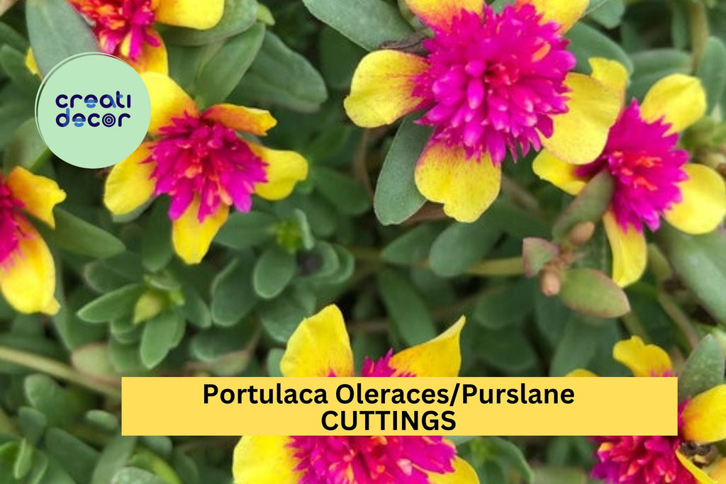 5 Double Guava Portulaca Cuttings – Purslane (Portulaca oleracea) with Vibrant Blooms for Pots, Borders, Hanging Baskets – USA