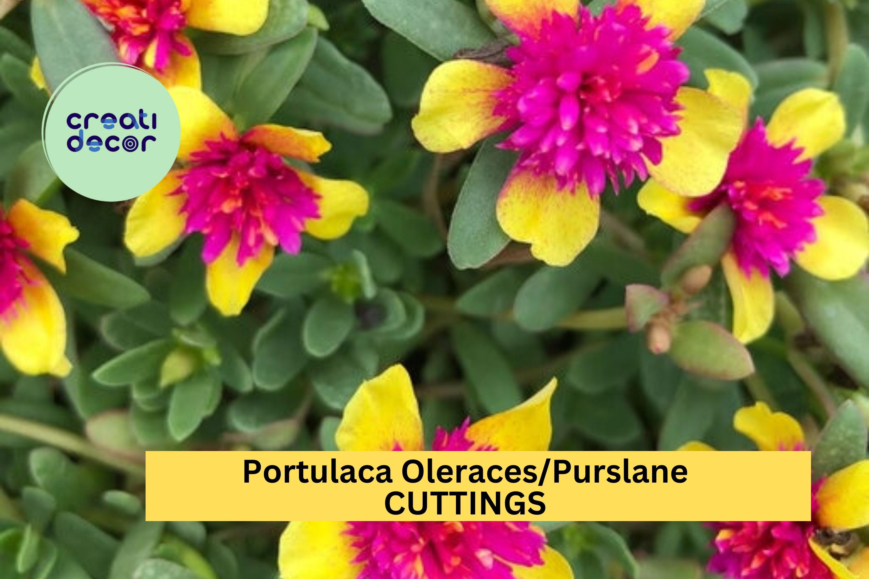 5 Double Guava Portulaca Cuttings – Purslane (Portulaca oleracea) with Vibrant Blooms for Pots, Borders, Hanging Baskets – USA