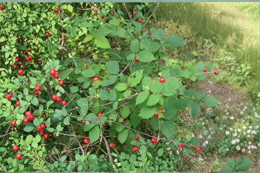 Prunus tomentosa – Nanking Cherry 10 Seeds | Hardy Fruiting Shrub | Early Spring Blooms | Sweet-Tart Cherries