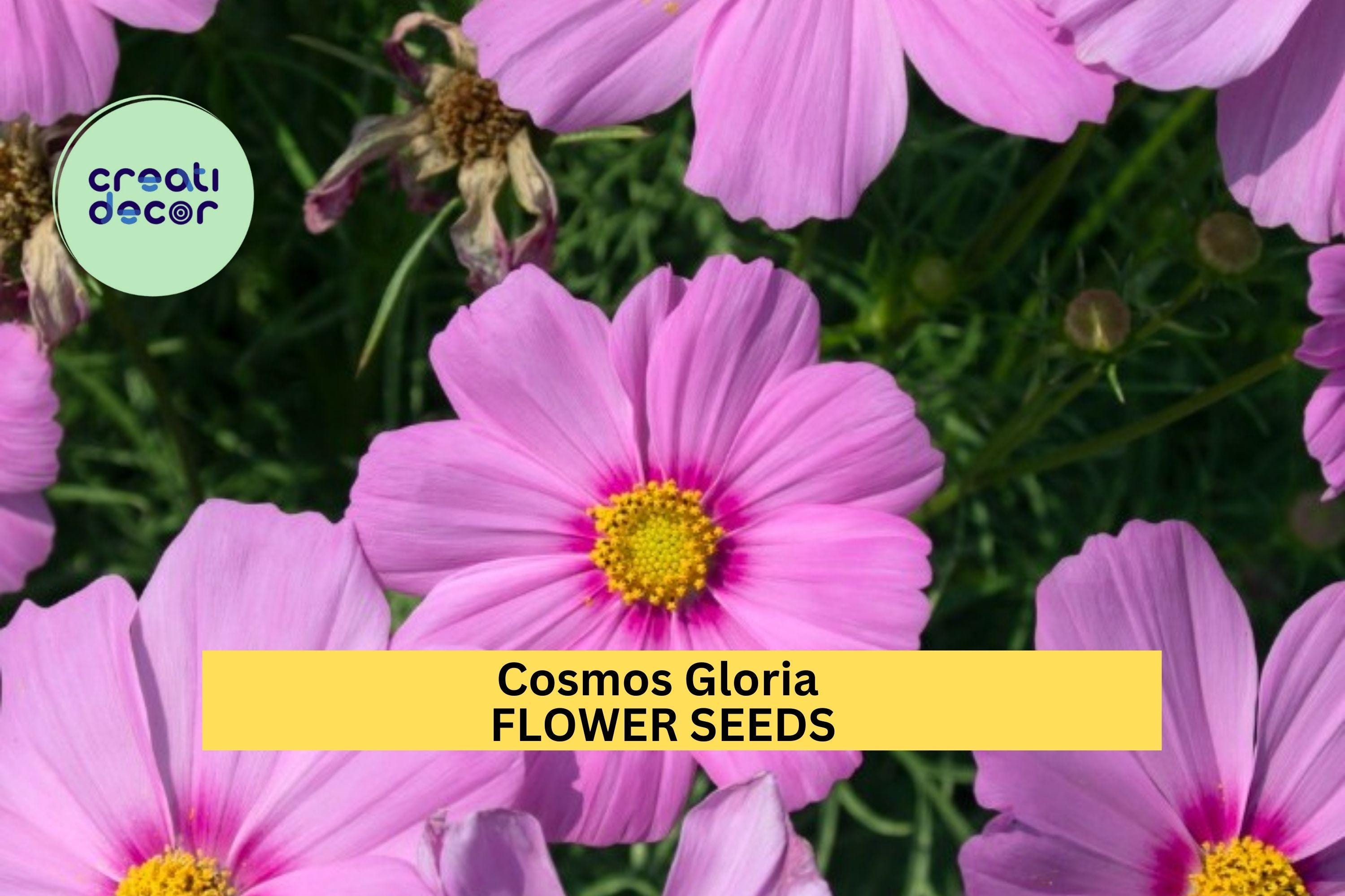 3pcs of 1g Cosmos Gloria Seeds – Pink Bi-color Blooms for Cottage Gardens, Borders, or Pollinator Wildflower Beds Seeds for Planting