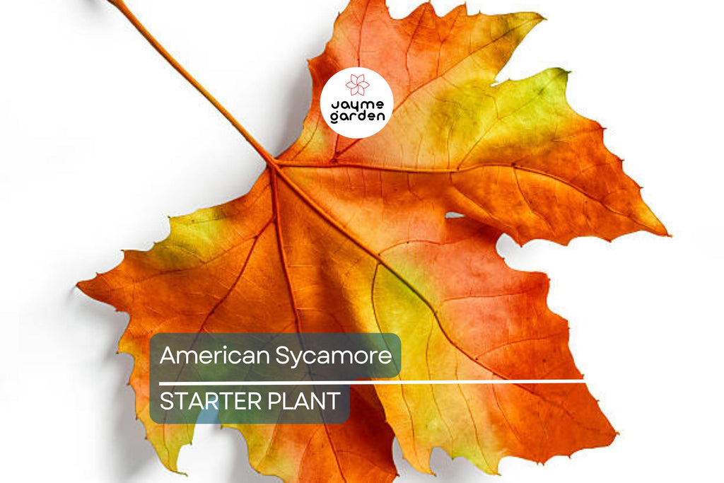 American Sycamore Tree Starter Plant | Live Bare Root | Fast-Growing Shade Tree for Zones 3-9 | 2-3 Feet Tall
