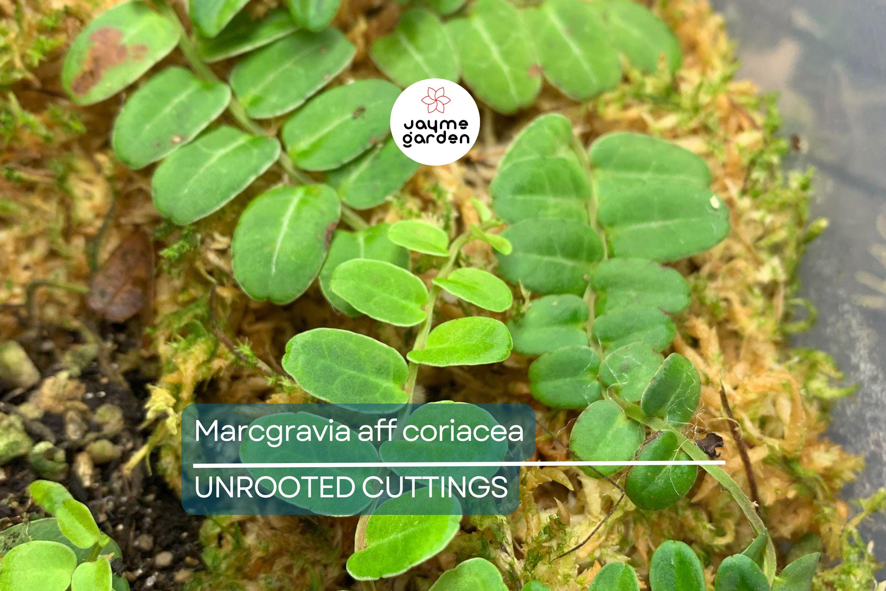 Marcgravia aff. coriacea Starter Plant - 10-Leaf Cutting for Terrariums, Fast-Rooting, High Humidity Plant