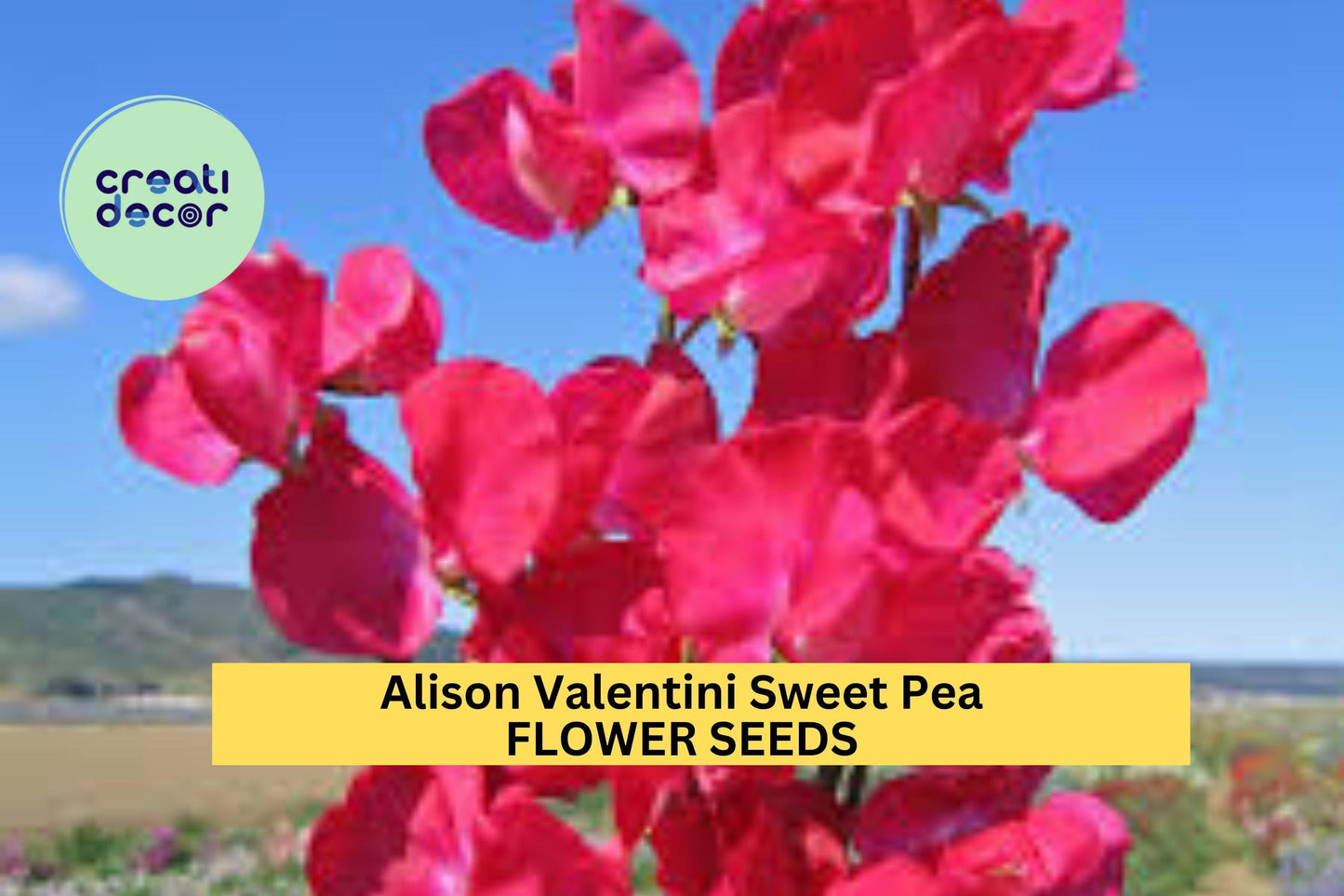 50+ Alison Valentini Sweet Pea Seeds – Lavender Fragrant Blooms for Garden Planting, Climbing Vines for Trellises & Bouquets – USA