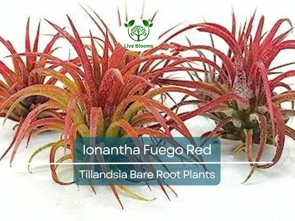 5 Ionantha Fuego Red Air Plants – Exotic Tillandsia – Bare Root – Low Maintenance Houseplants – Vibrant Color, No Soil Needed