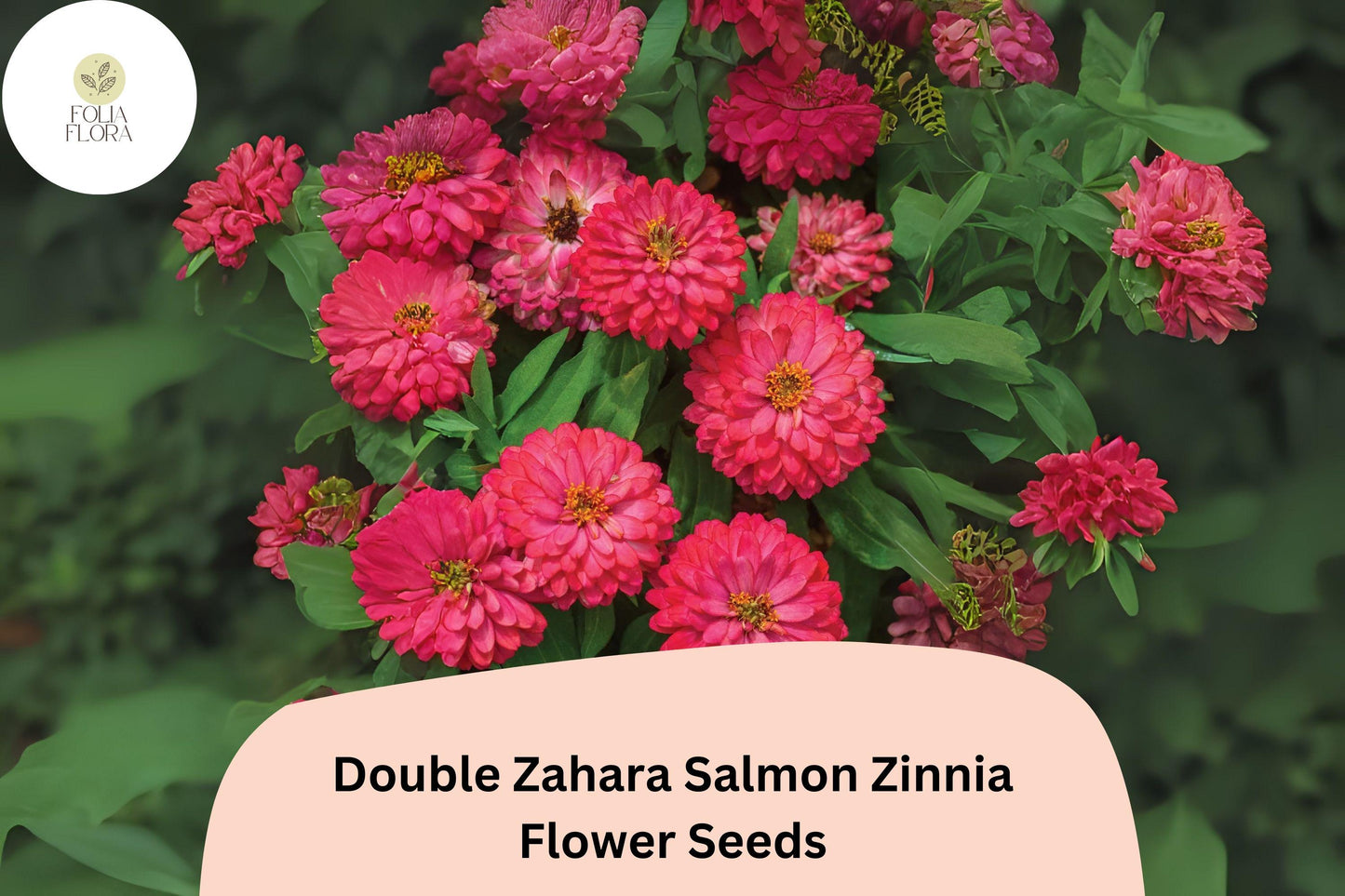 100+ Double Zahara Salmon Zinnia Seeds – Compact Coral-Pink Double Blooms for Summer Gardens