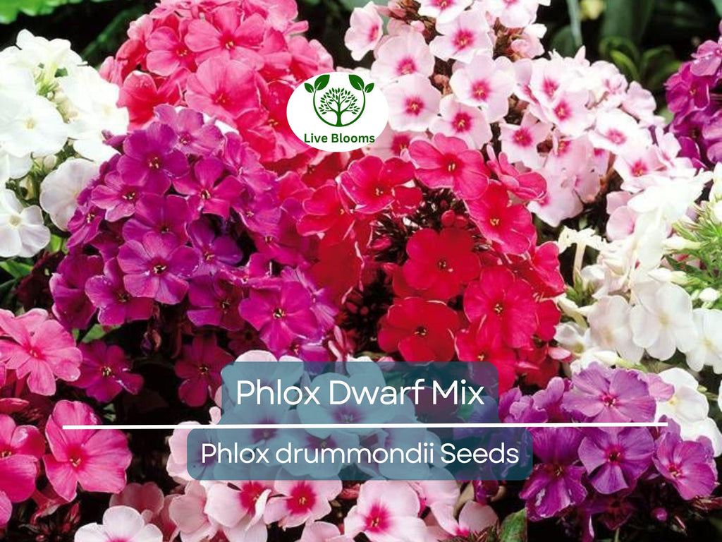 200 Phlox Dwarf Mix Seeds - Heirloom Non-GMO Spring Blooms, 12" Tall, Rock Gardens, Perennial, Phlox drummondii, Garden Flower