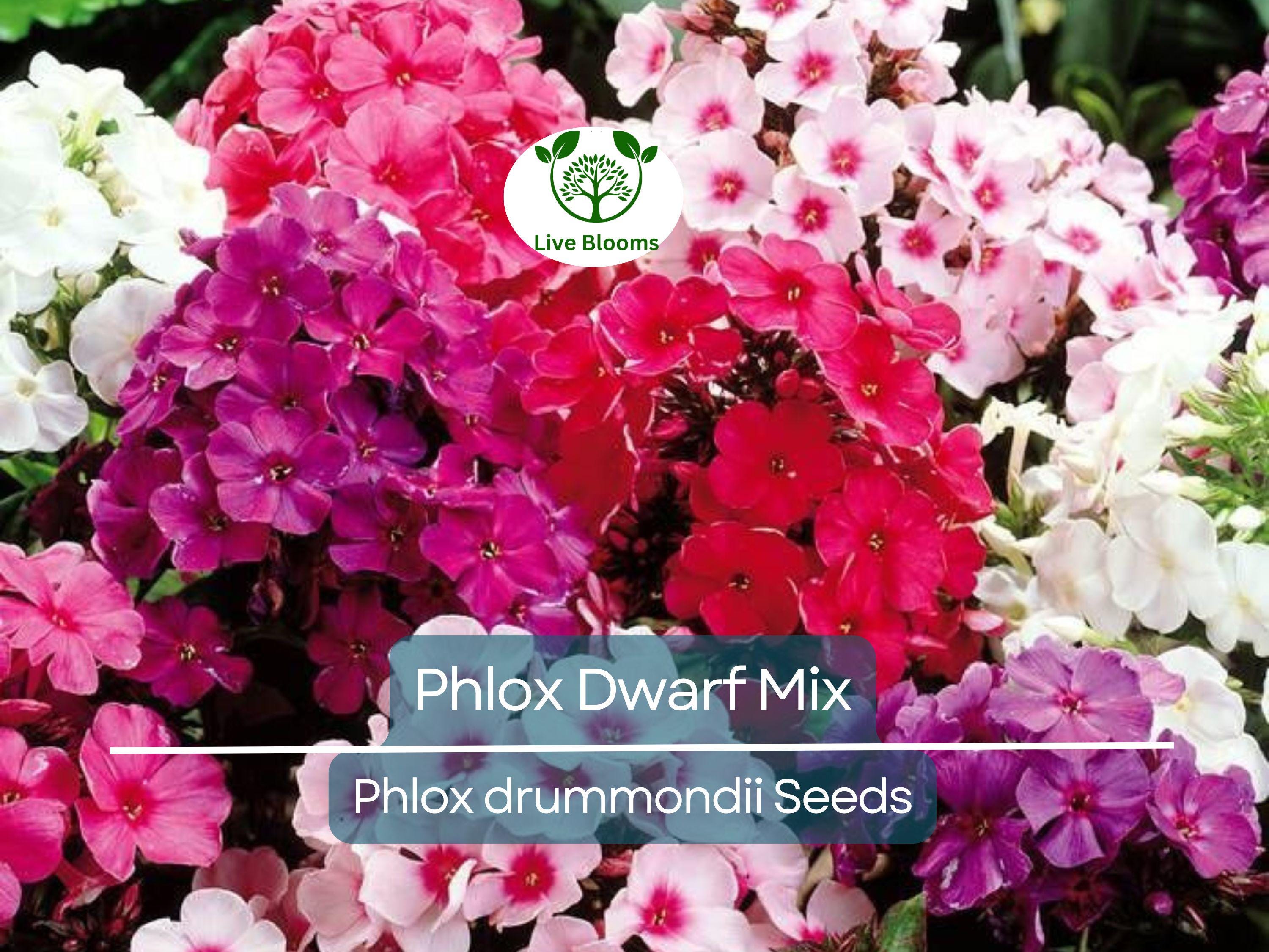 200 Phlox Dwarf Mix Seeds - Heirloom Non-GMO Spring Blooms, 12" Tall, Rock Gardens, Perennial, Phlox drummondii, Garden Flower