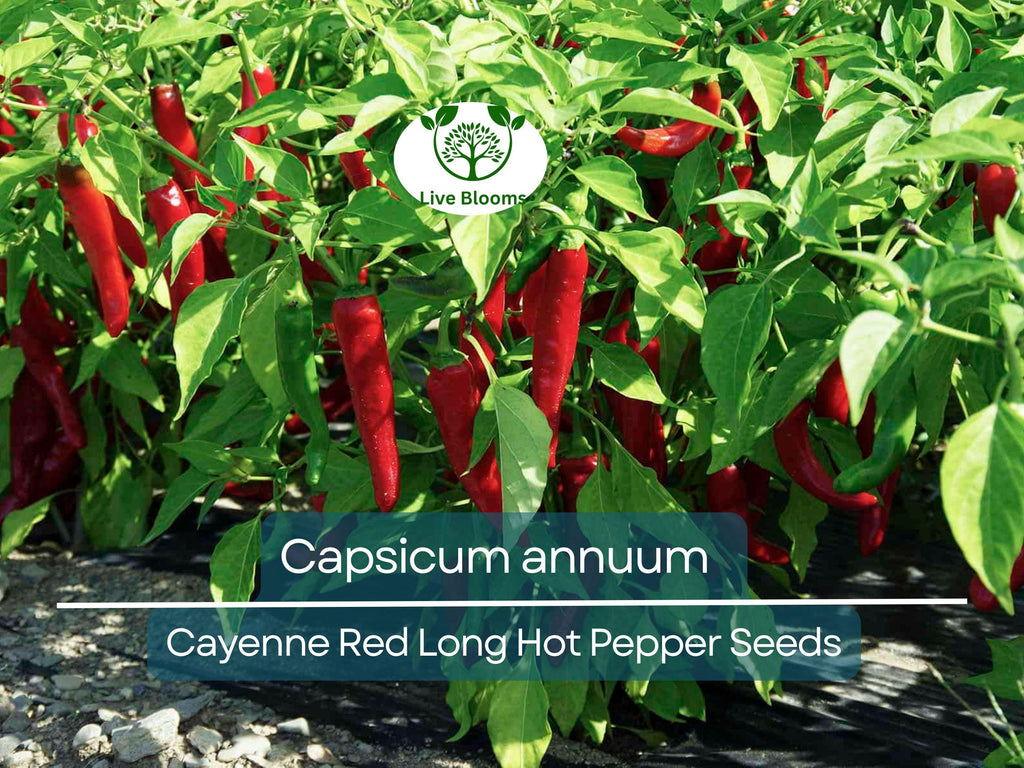 30 Seeds Hot Cayenne Red Long Pepper – Capsicum annuum | Heirloom Hot Pepper Seeds for Planting, Spicy Culinary Use & Gardening
