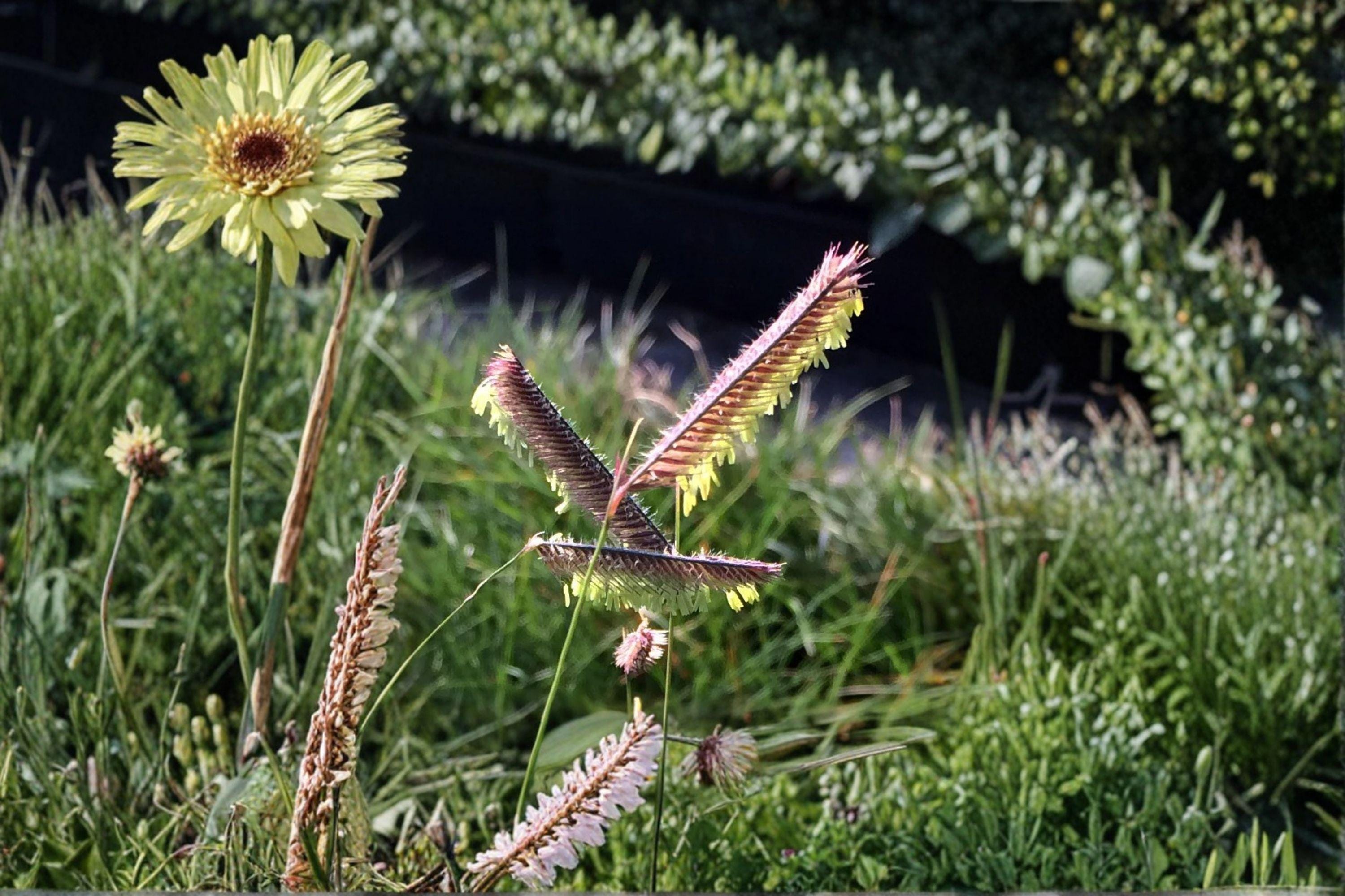 Blue Grama – Bouteloua gracilis 100 Seeds | Native Prairie Grass | Drought-Tolerant | Low-Maintenance Groundcover