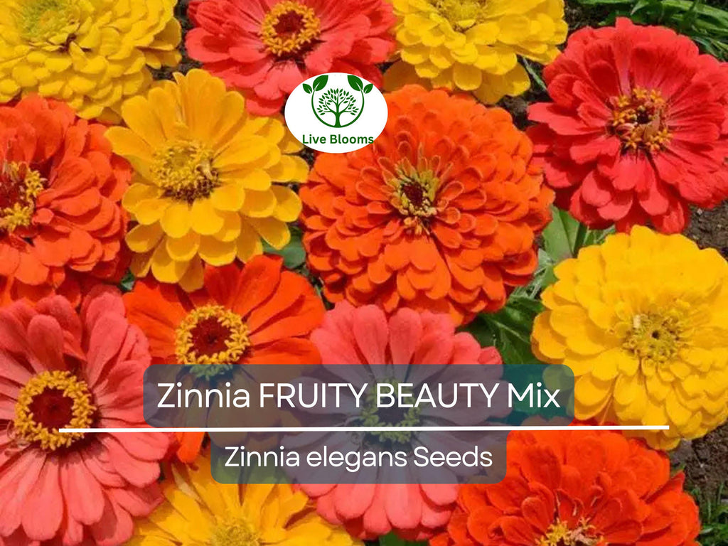 200 Seeds Zinnia FRUITY BEAUTY Mix, Non-GMO, Attracts Hummingbirds & Butterflies, Vibrant Garden Blooms, Easy to Grow Annual Flowers