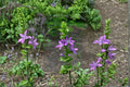 Venus’ Looking Glass – Triodanis perfoliata, Native Annual Wildflower | Early Bloomer (1000 Seeds)