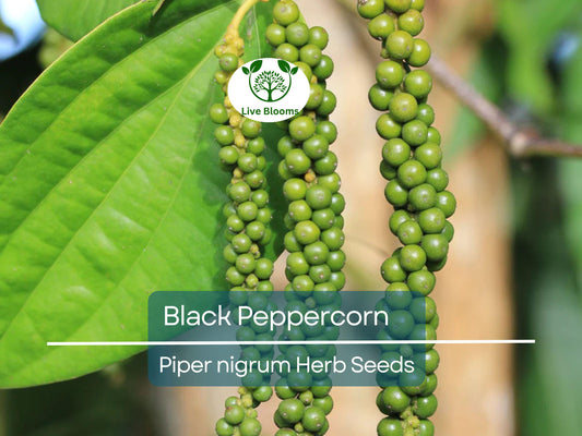20 Black Peppercorn Seeds (Piper nigrum), Vine, Spice Plant, Fresh Peppercorns, Indoor Garden, Cooking Spice, Aromatic Herb, Garden Starter