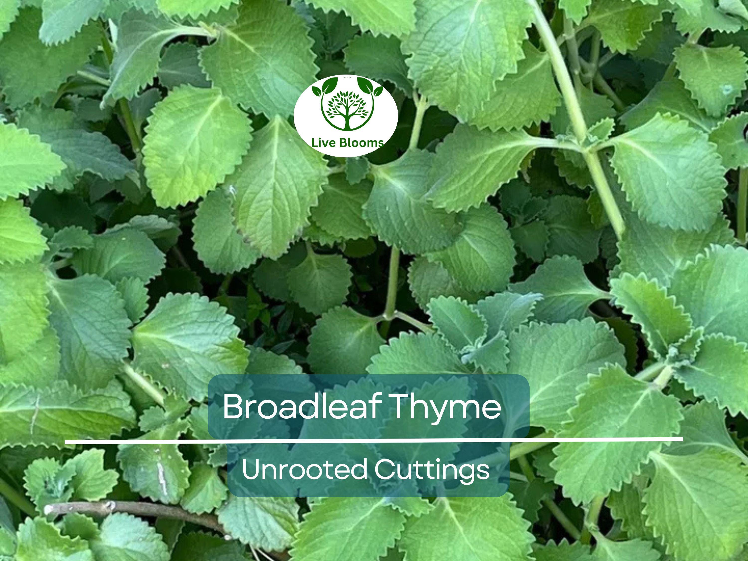 10 Unrooted Cuttings Broadleaf Thyme Spanish Oregano (Coleus amboinicus) 4-8" – Aromatic Herb, Oregano Substitute Plant, Easy Grow Starter