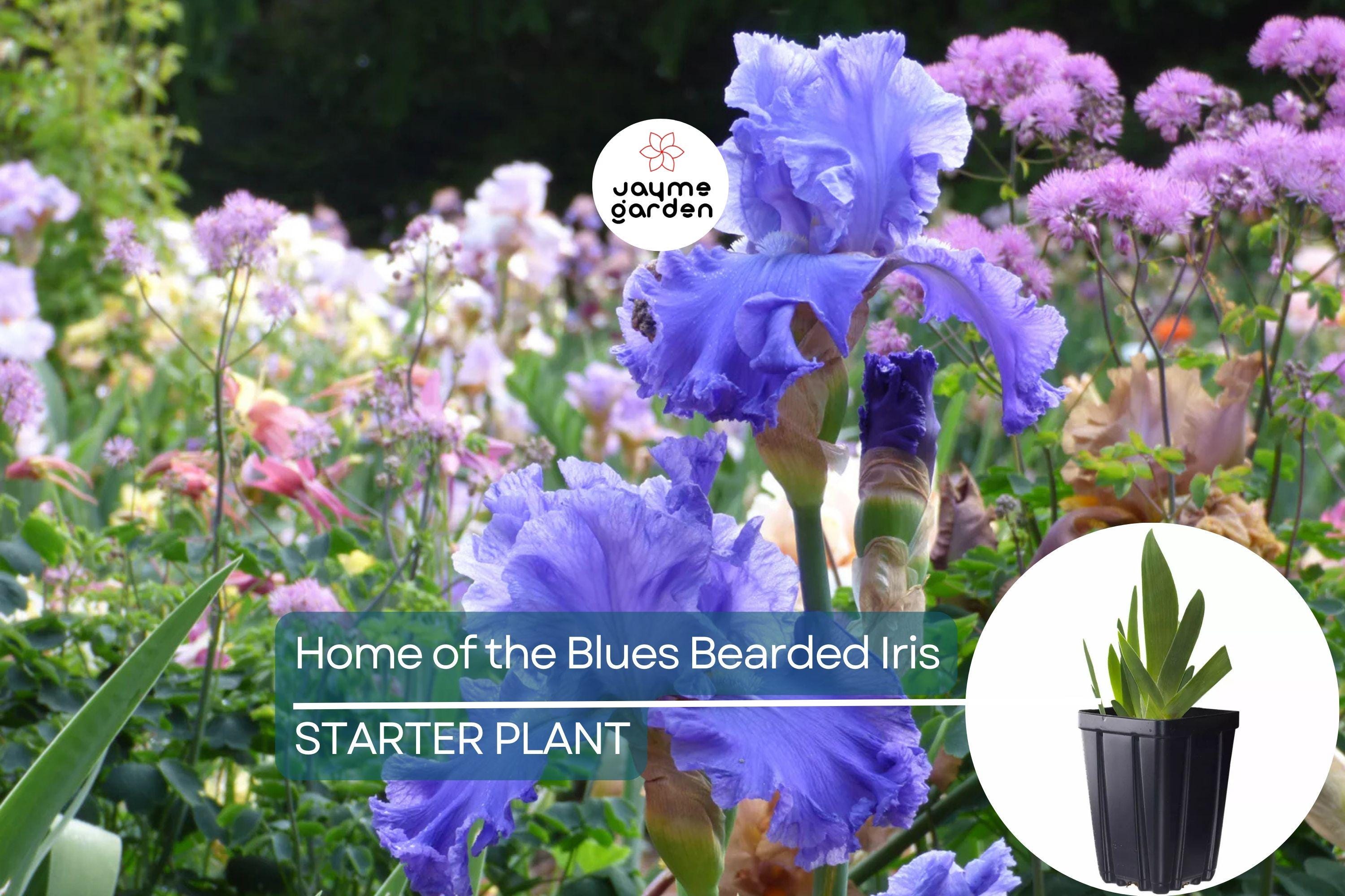 Home of the Blues Bearded Iris – Quart Pot | Fragrant Blue Flowers | Hardy Perennial | Zones 3-10