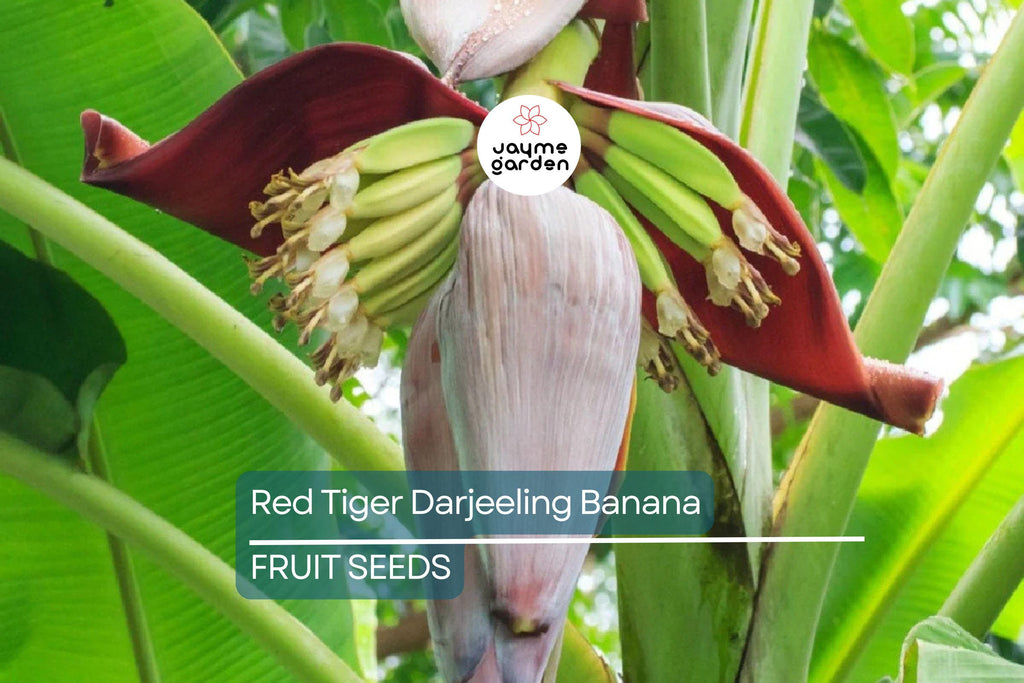 5 Red Tiger Darjeeling Banana Seeds (Musa sikkimensis) – Cold Hardy, Rare Tropical Look, Zone 5