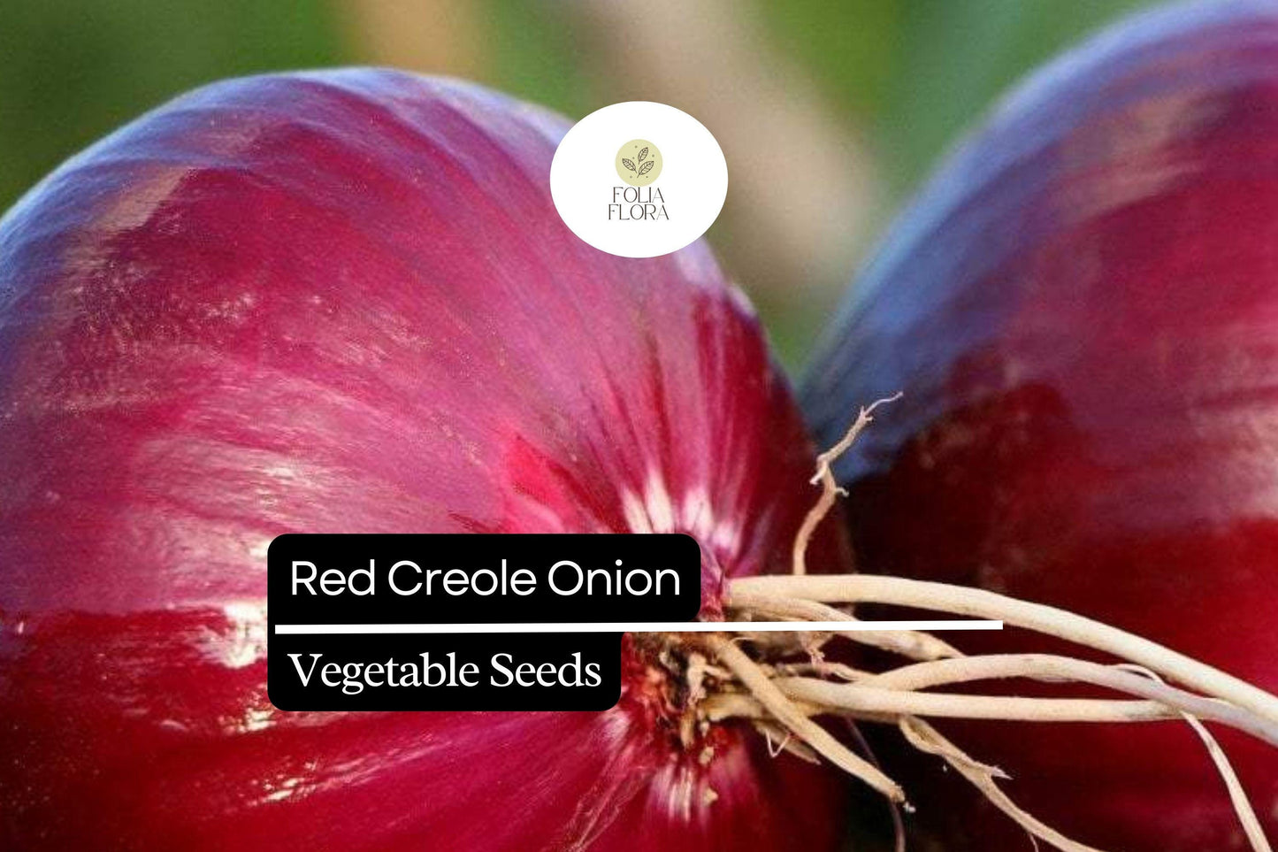 200 Seeds Red Creole Onion, Allium Cepa, Flavorful Heirloom for Cooking and Storing