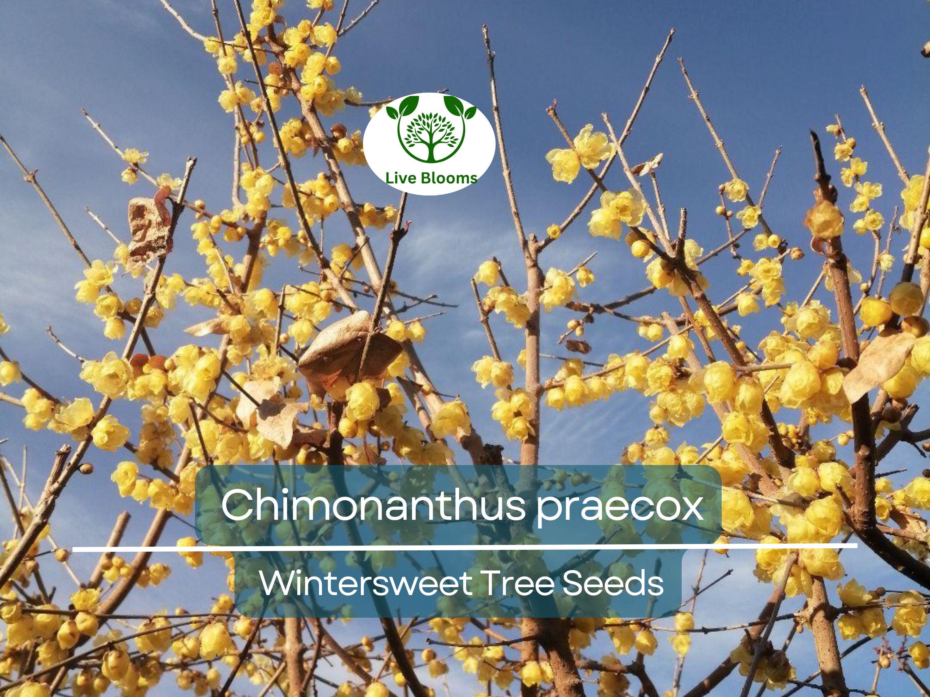 10 Seeds Chimonanthus Praecox Wintersweet Tree – Fragrant Winter Blooming Ornamental Plant for Planting and Landscaping