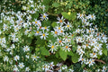 Eurybia macrophylla – Big-leaved Aster | 100 Seeds | Native Woodland Wildflower | Pollinator Garden Plant