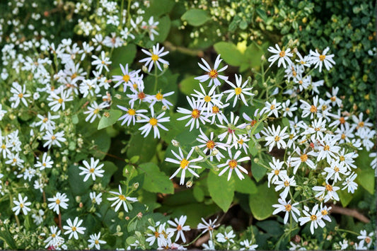 Eurybia macrophylla – Big-leaved Aster | 100 Seeds | Native Woodland Wildflower | Pollinator Garden Plant