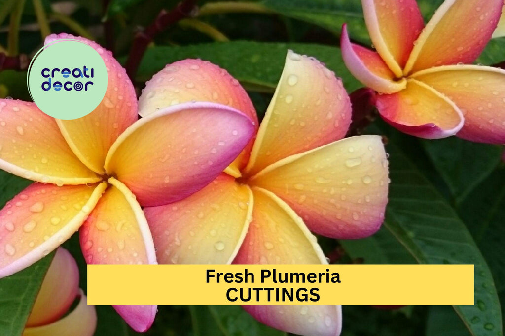 1 Fresh Plumeria Cutting 12"+ Unrooted | Frangipani Flower Cutting for Planting | Tropical Garden Tree Starter | Ships from USA