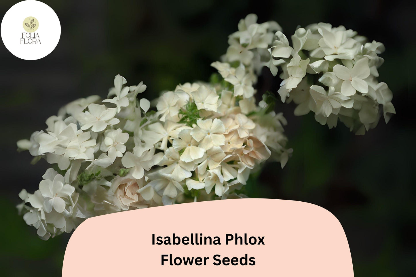 100+ Isabellina Phlox Seeds – Creamy Yellow Garden Flowers, Phlox drummondii