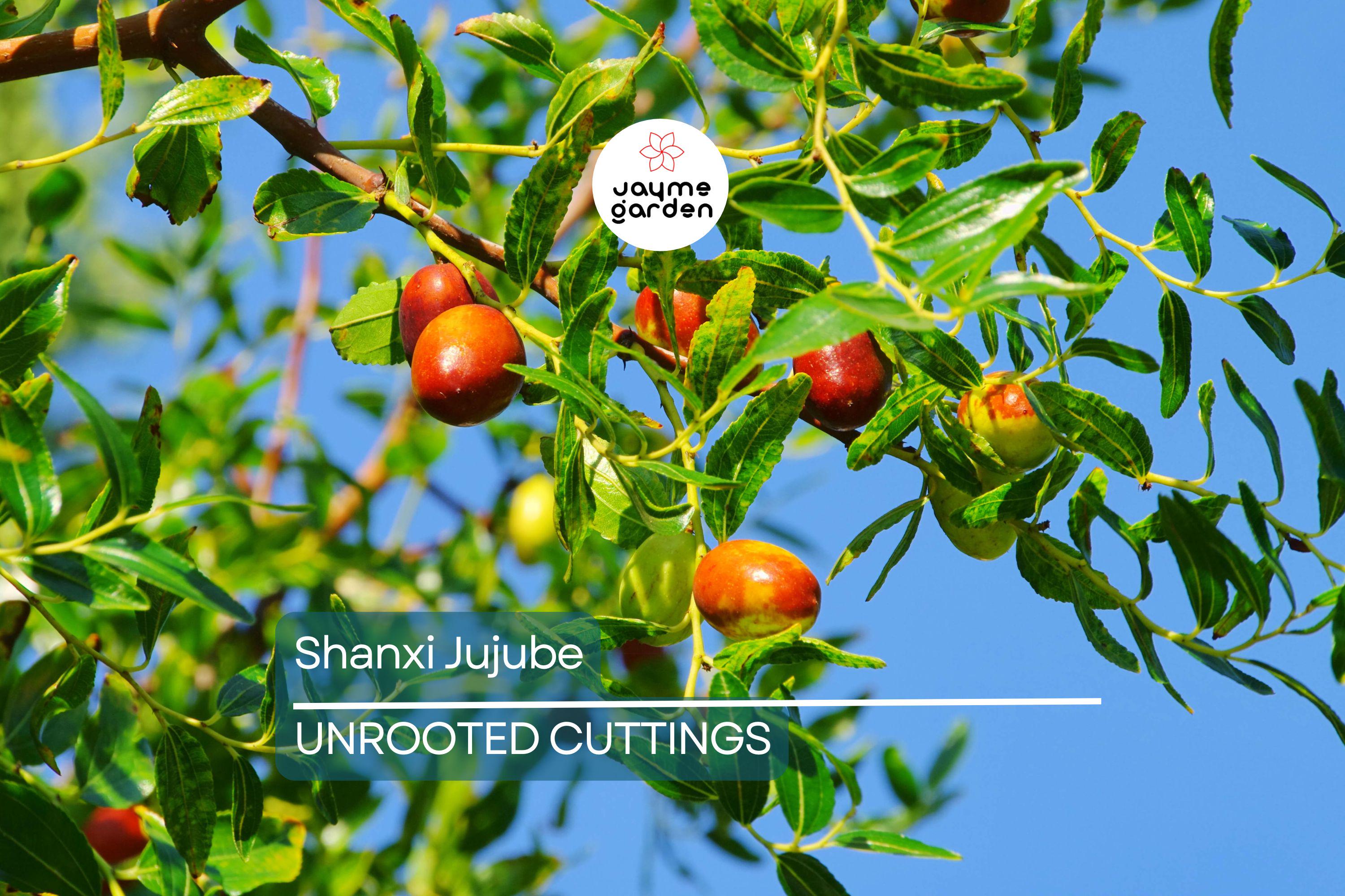 Shanxi Jujube Scion Cuttings | (2) 6-Inch Grafting Cuttings | Deciduous Fruit Tree for Zones 5+