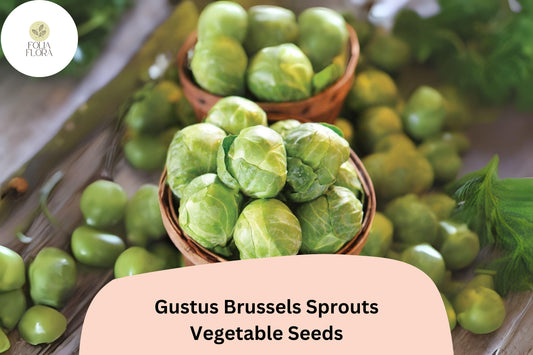 500+ Gustus Brussels Sprouts Seeds | Brassica oleracea | High-Yield Hybrid Sprout Variety | Bulk Garden Vegetable Seeds