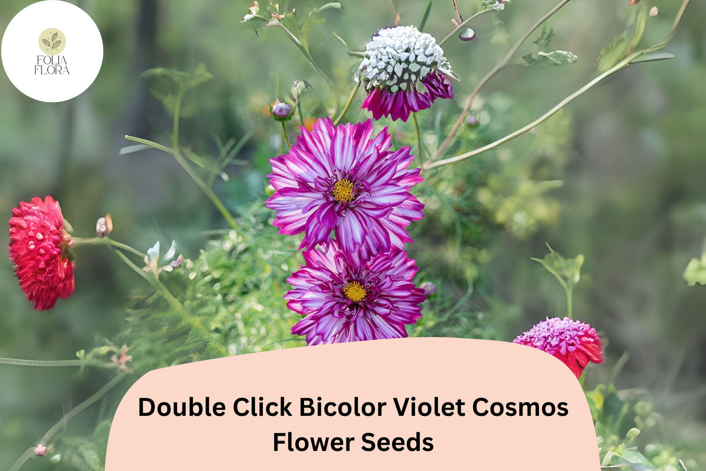 200+ Double Click Bicolor Violet Cosmos Seeds | Cosmos Bipinnatus Purple White Double Flower Seeds