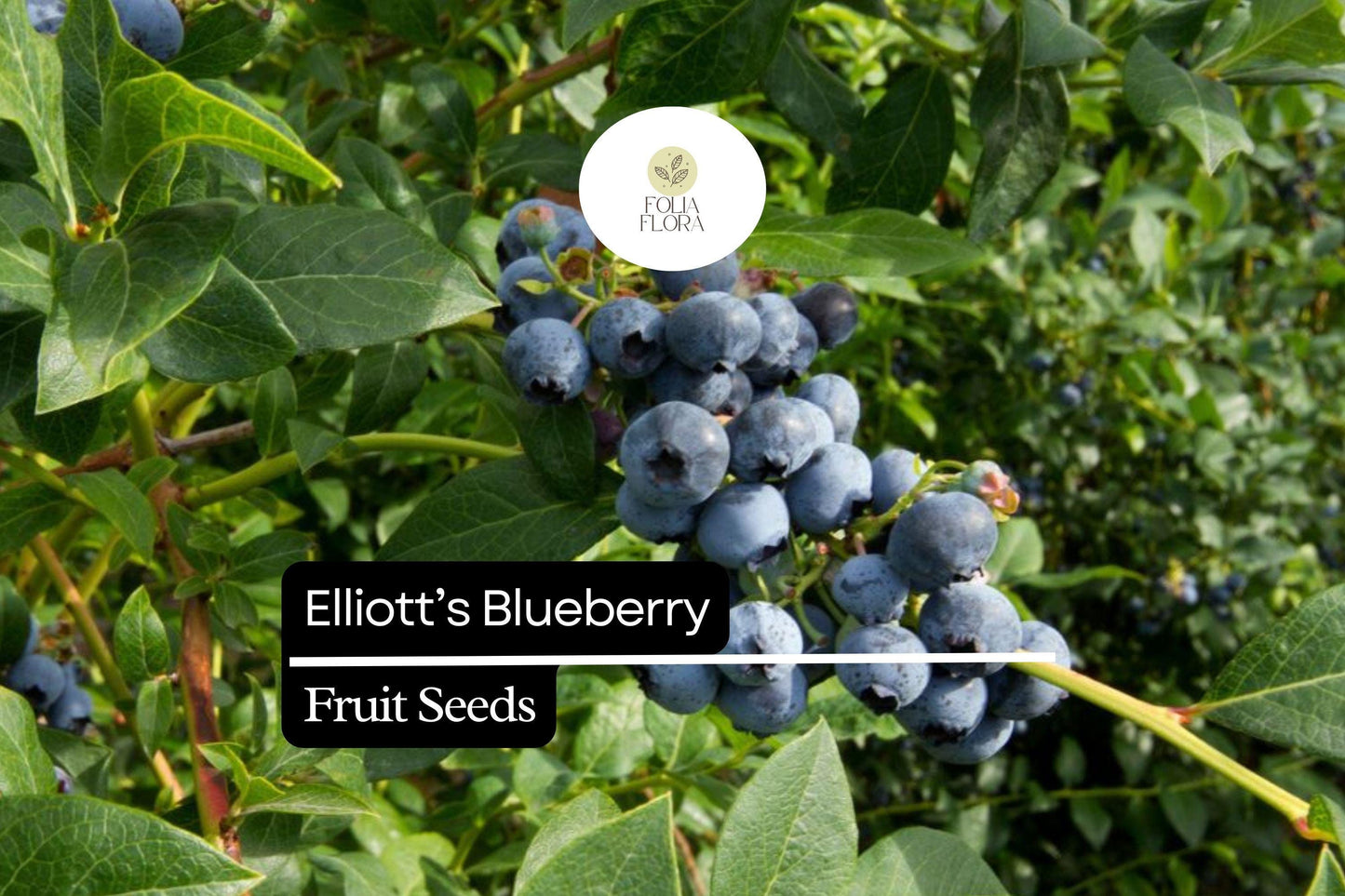 25 Elliott’s Blueberry Seeds | Vaccinium elliottii | Wild Native Blueberry Shrub for Birds, Bees & Home Gardeners