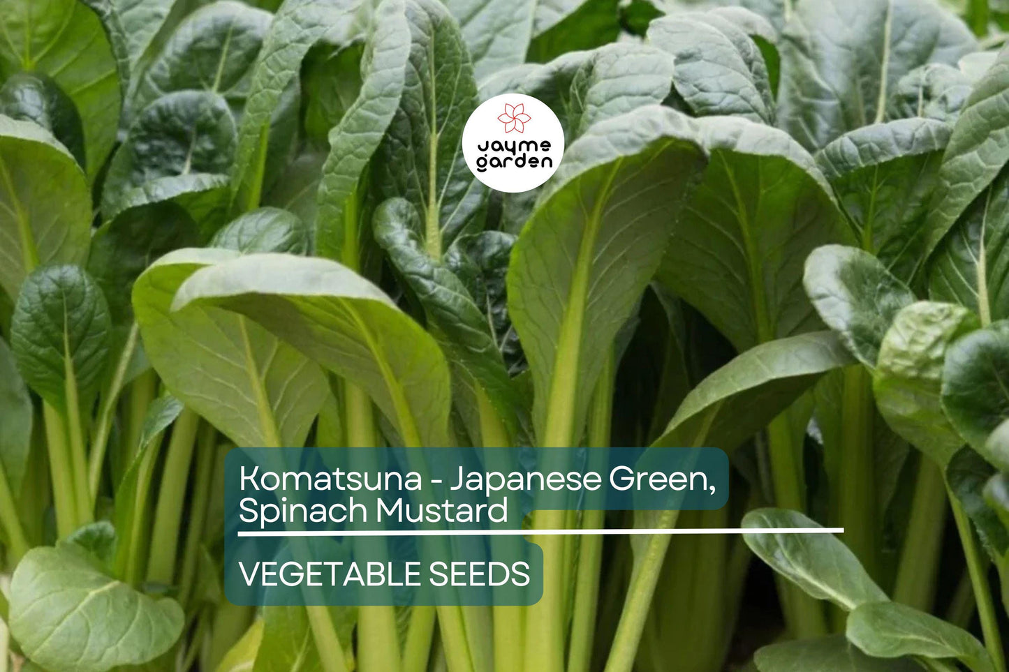 4000 Komatsuna Seeds – Japanese Green Spinach Mustard, NON-GMO, High in Vitamins A & C | Free Shipping