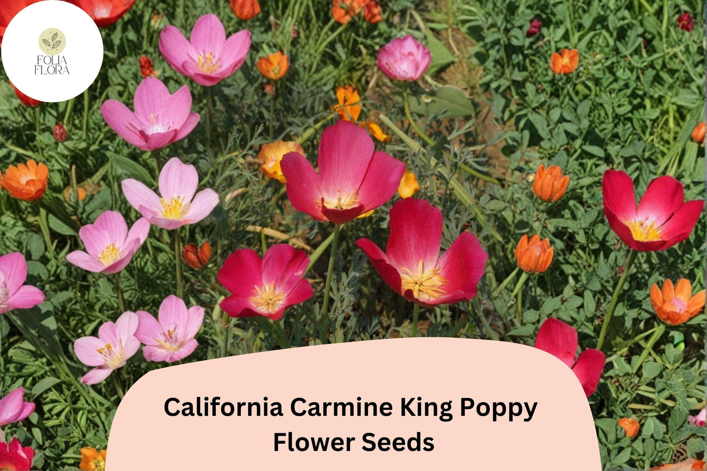 200+ California Carmine King Poppy Seeds | Eschscholzia californica | Bright Red-Pink Blooms | Easy Wildflower Seeds