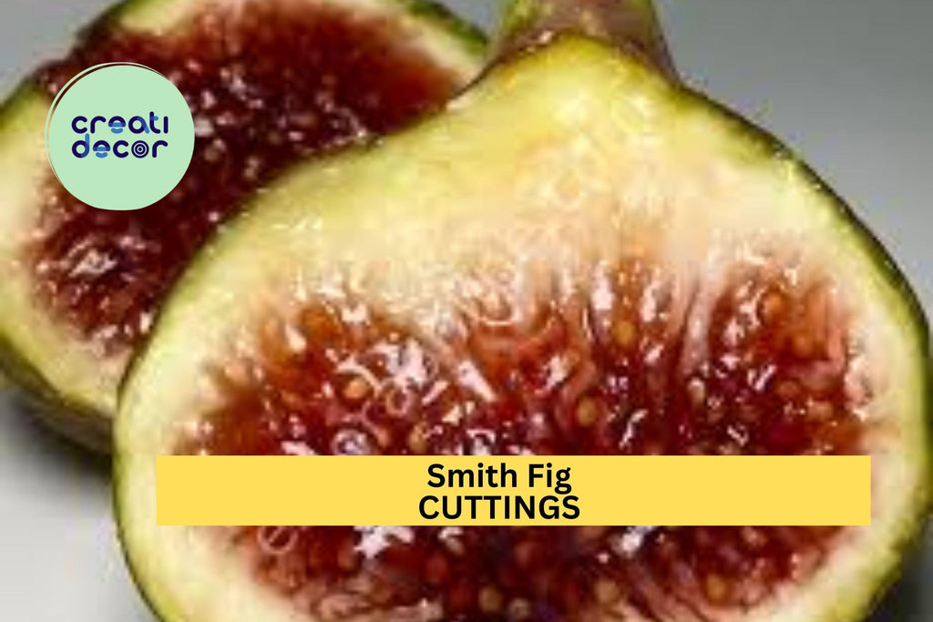 1 Smith Fig Cutting 6" to 10" – Premium Fig Tree Cutting for Propagation, Sweet-Tasting Heirloom Variety for Home Orchards