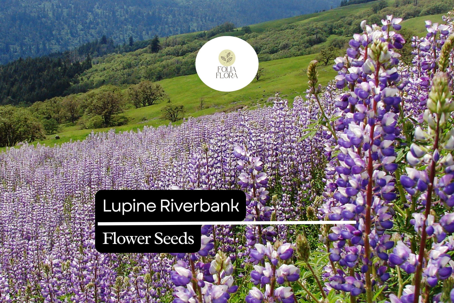500mg Lupine Riverbank Seeds (Lupinus rivularis) - Perennial Pollinator Flower for Cottage Gardens