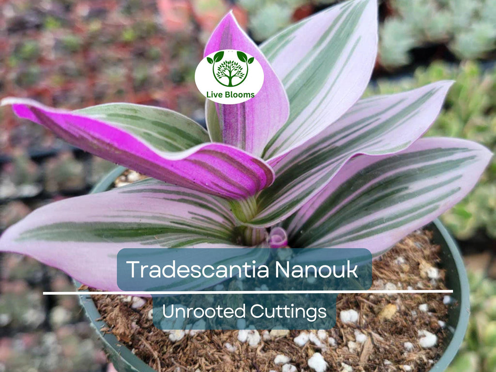 5 Unrooted Cuttings 4”-8” BIG Tradescantia Nanouk Rare "Pink Wandering Jew" | Beautiful Pink, White & Green Foliage, Easy to Propagate
